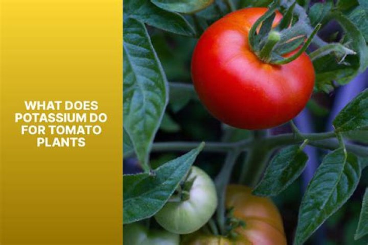How many carbs are in a tin of tomatoes