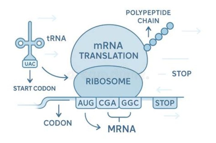How many codons are contained in the mRNA