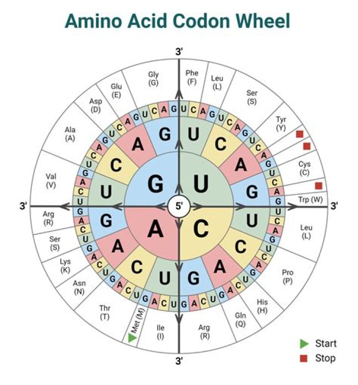 How many codons are needed for an amino acid