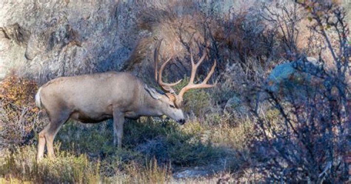 How many deer are in Yellowstone