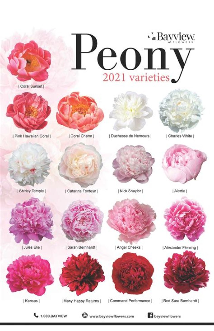 How many different colors does peonies come in