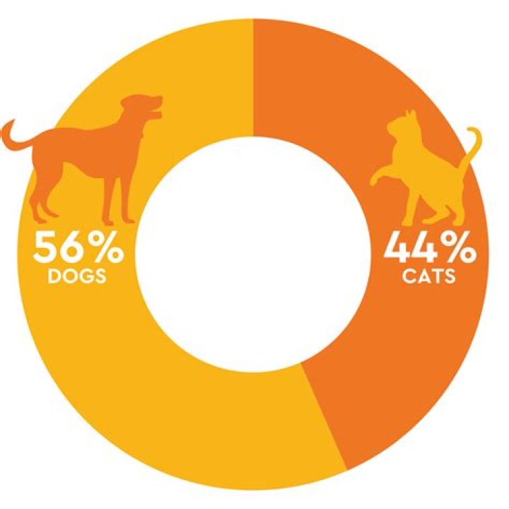 How many dogs are euthanized in California each year