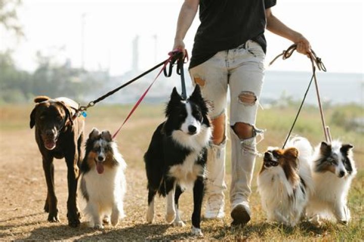 How many dogs can you have in Huntsville AL