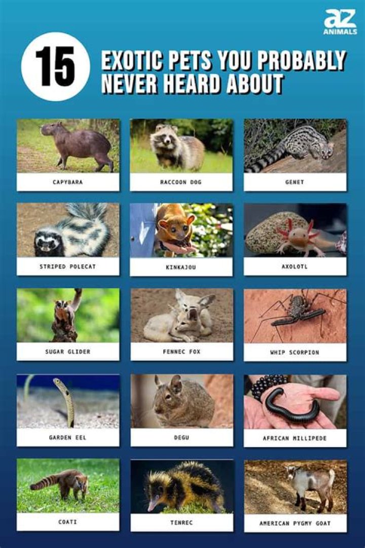 How many exotic animals are kept as pets in the US