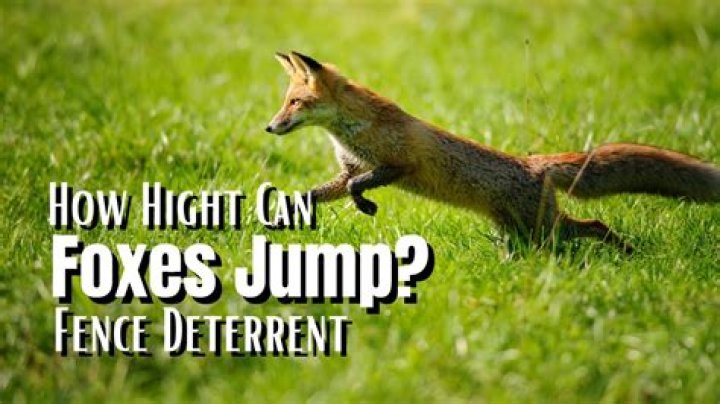 How many feet can a fox jump