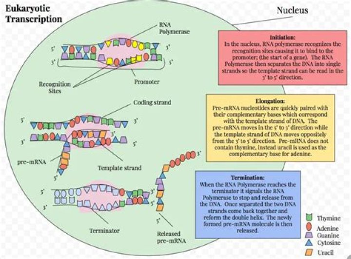 How many general transcription factors are needed for eukaryotic transcription