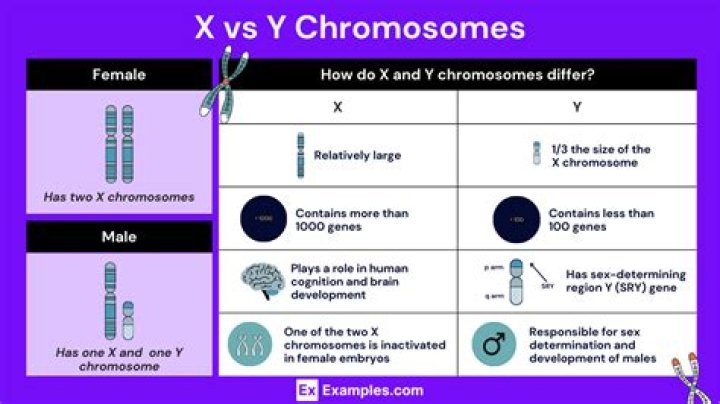 How many genes are in the X and Y chromosome