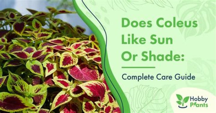 How many hours of sun do coleus need