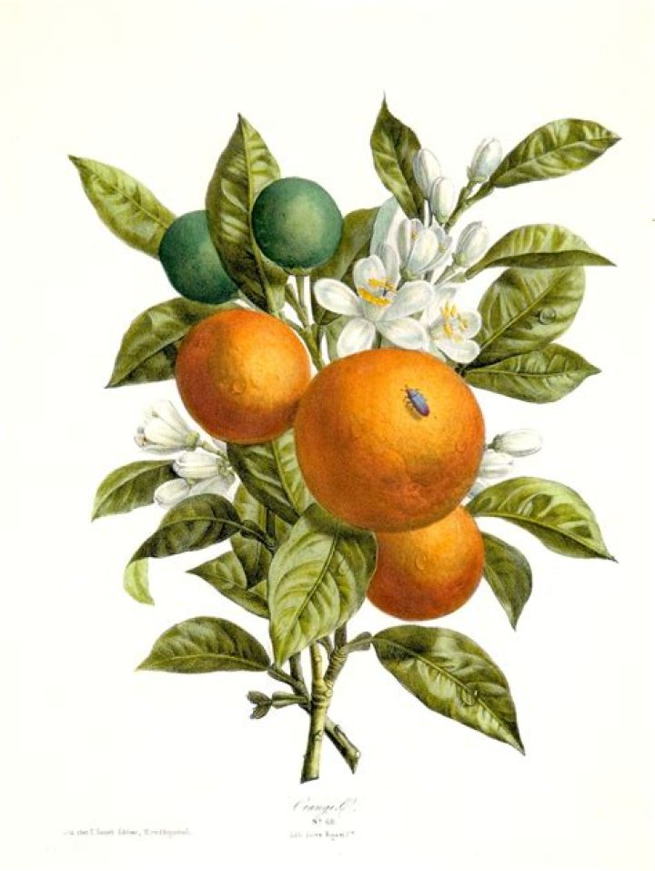 How many hours of sun does an orange tree need