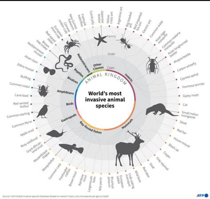 How many invasive species are in California
