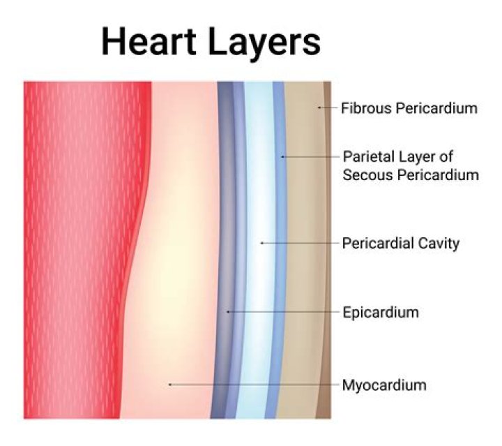 How many layers are covering the heart