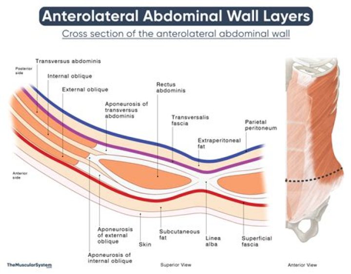 How many layers are in the abdomen