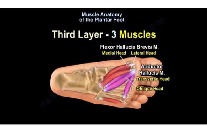 How many layers of muscle are on the plantar surface of the foot