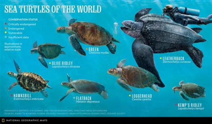 How many leatherback sea turtles die each year