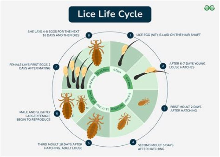 How many lice do you typically find