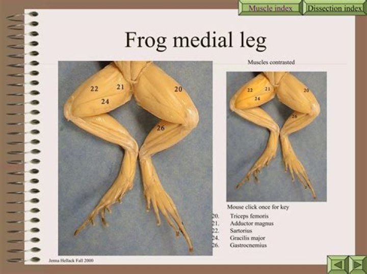 How many muscles does a frog have