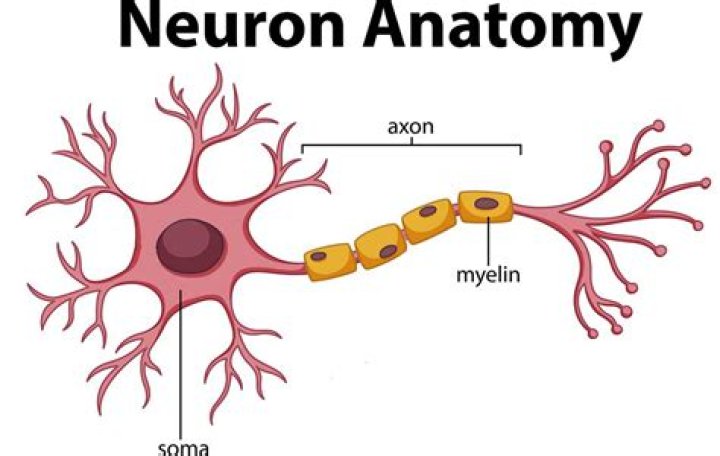 How many neurons are in the body
