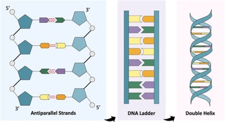 How many nucleotides make up a reading frame