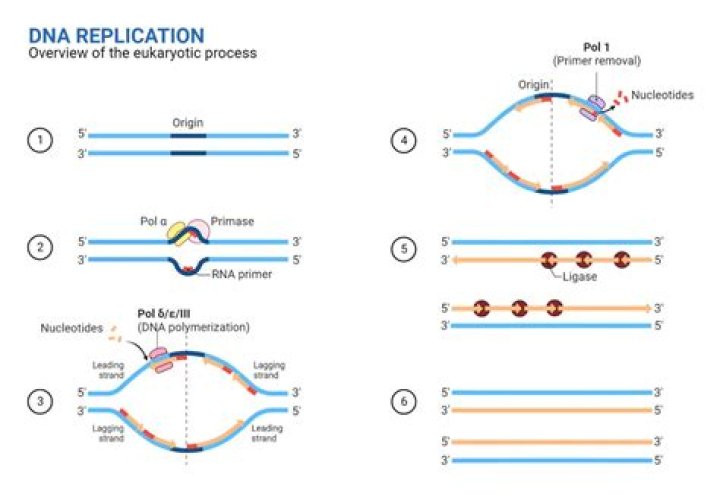 How many origins of replication are there in humans