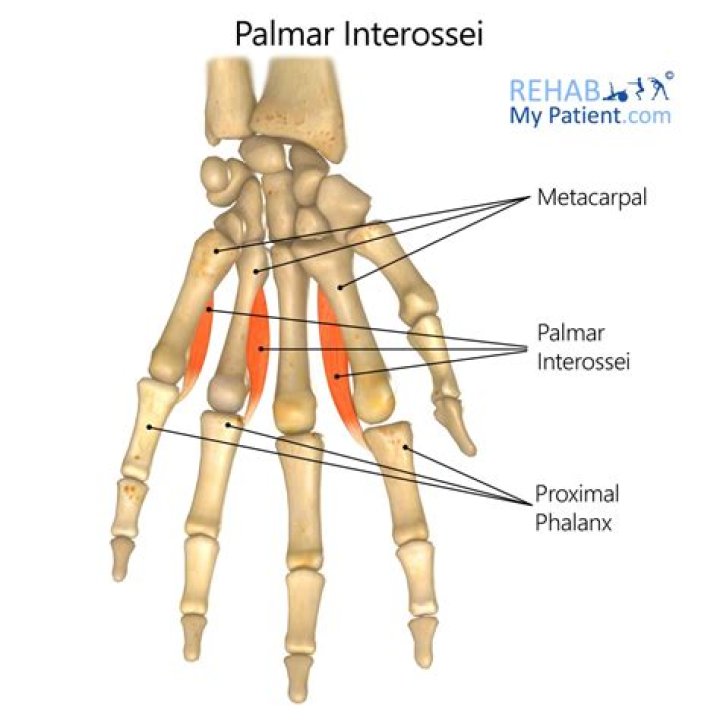 How many Palmar Interossei are there