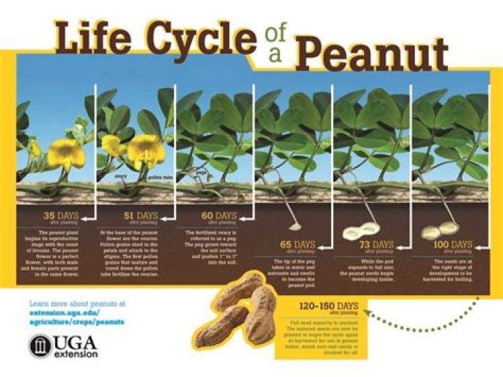 How many peanuts can one plant produce