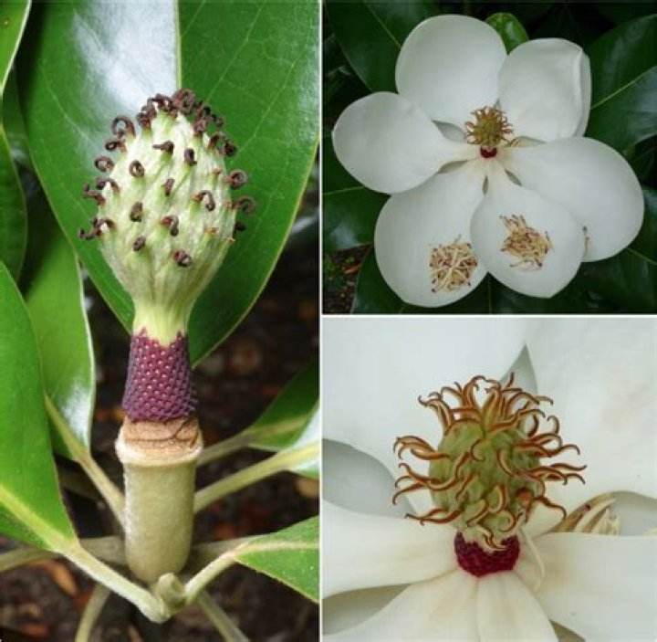 How many petals does a magnolia flower have