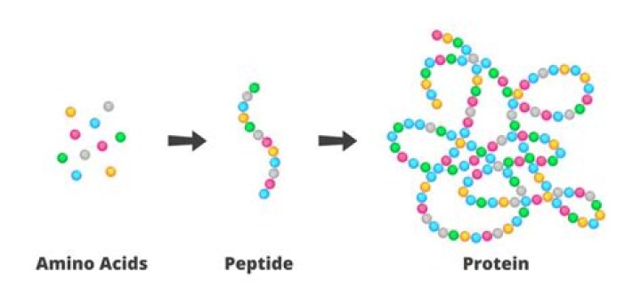 How many polypeptides make up collagen