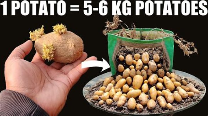 How many pounds of potatoes can you plant per acre