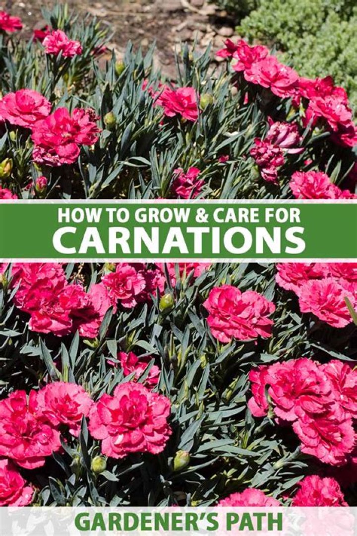 How many sepals does a carnation have