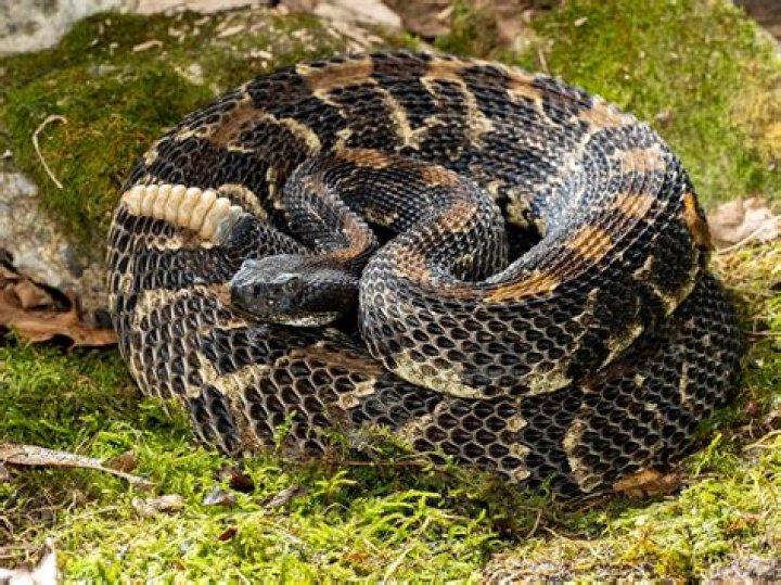 How many species of rattlesnakes does the US have