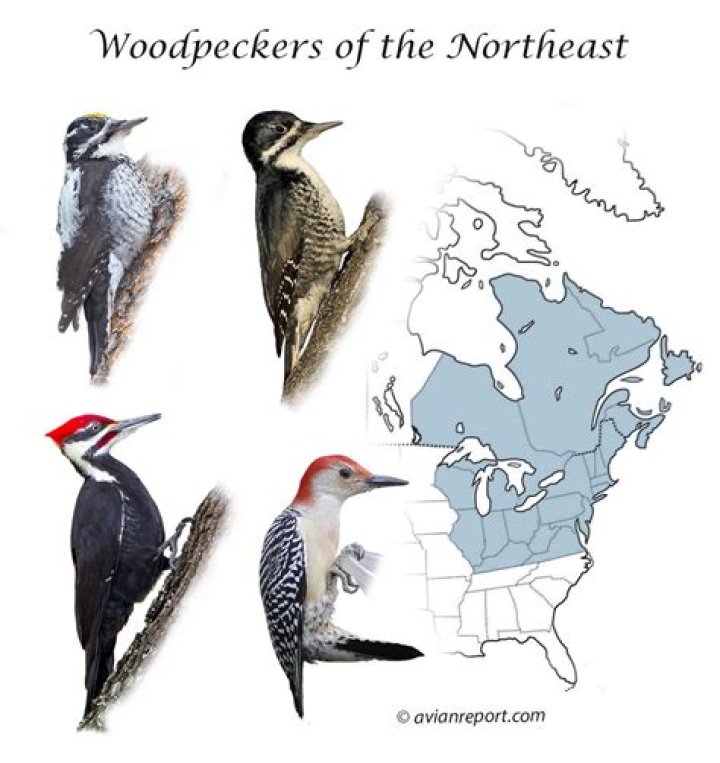 How many species of woodpeckers are there in North America
