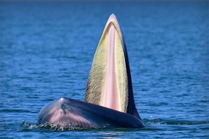 How many teeth do toothed whales have