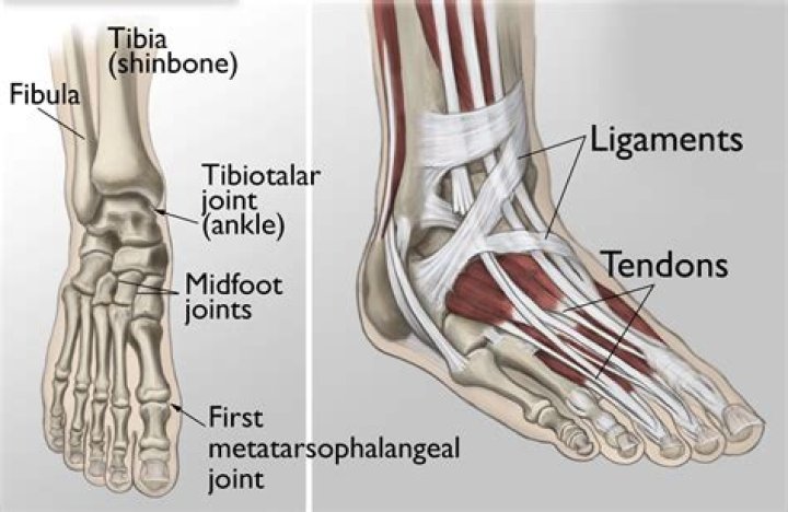 How many tendons are in the leg
