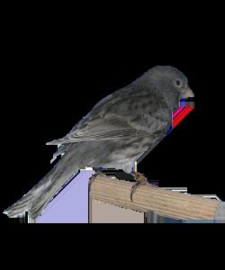 How many times a year do canaries lay eggs