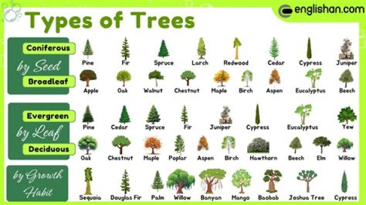 How many trees should each person plant