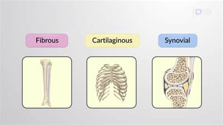 How many types of fibrous joints are there