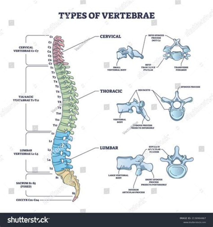 How many vertebrae are in each division