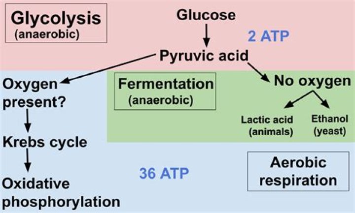 How much ATP is produced in aerobic respiration