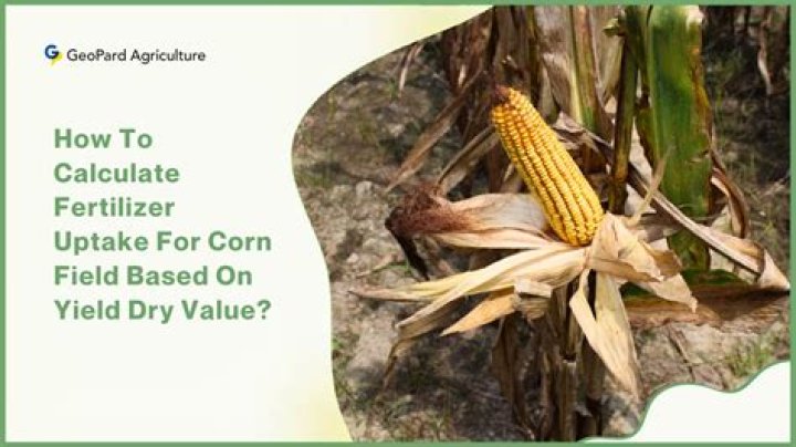 How much corn does ear yield