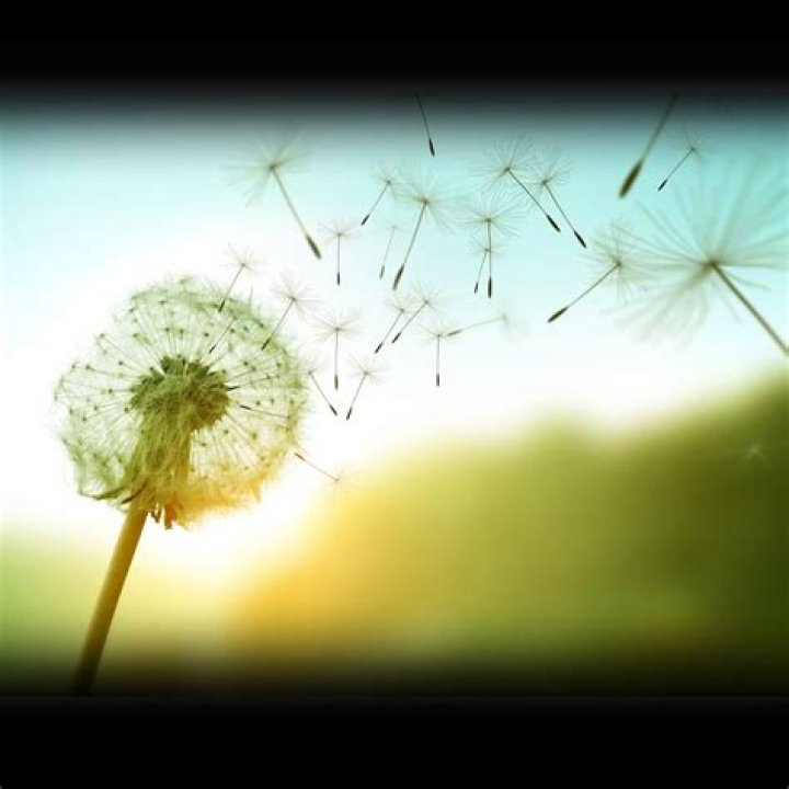 How much dandelion should I give my dog