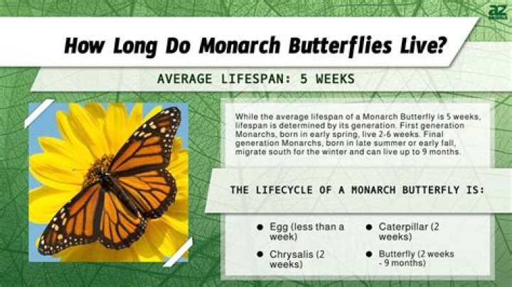 How much do butterflies cost