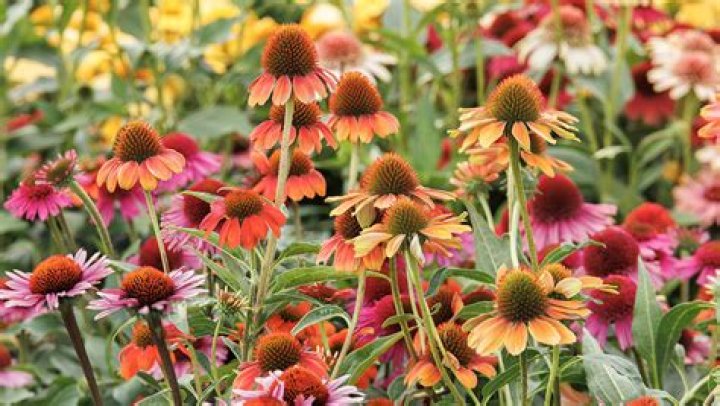 How much do coneflower plants cost