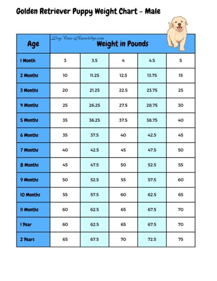 How much do golden retrievers weigh