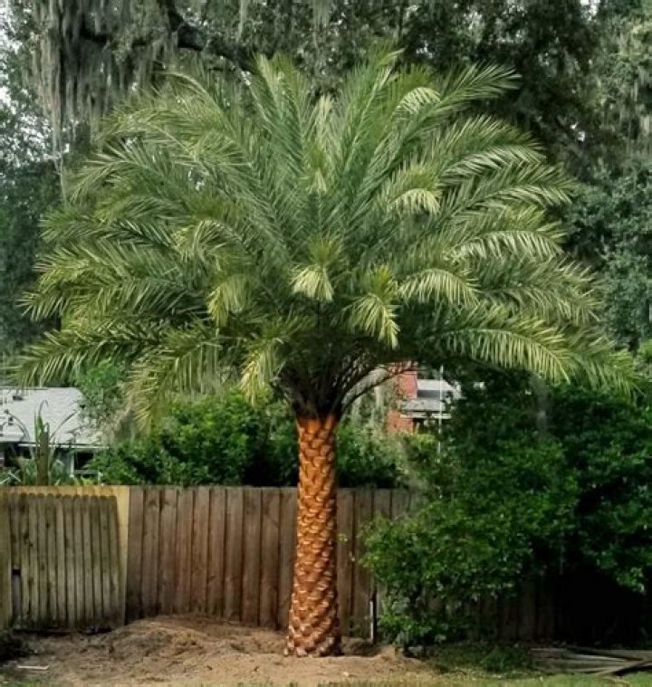 How much does a 10 ft palm tree cost