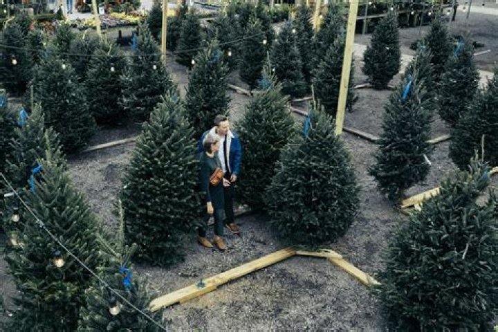 How much does a big Christmas tree cost