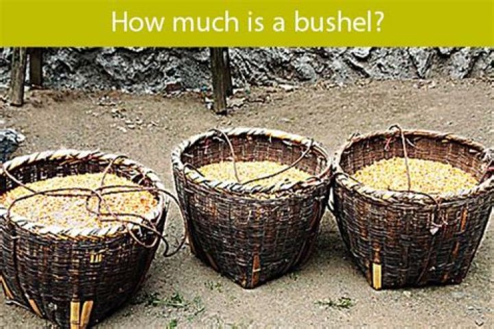 How much does a bushel of grapes cost