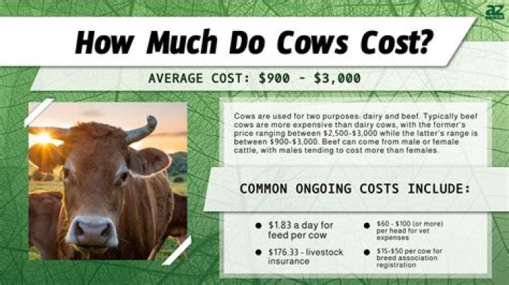 How much does a can light cost