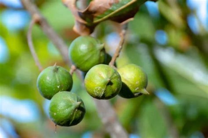 How much does a macadamia tree cost