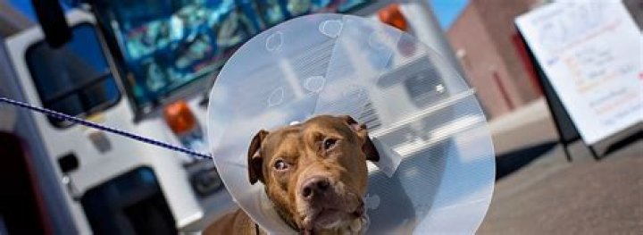 How much does it cost to spay a dog at Petco