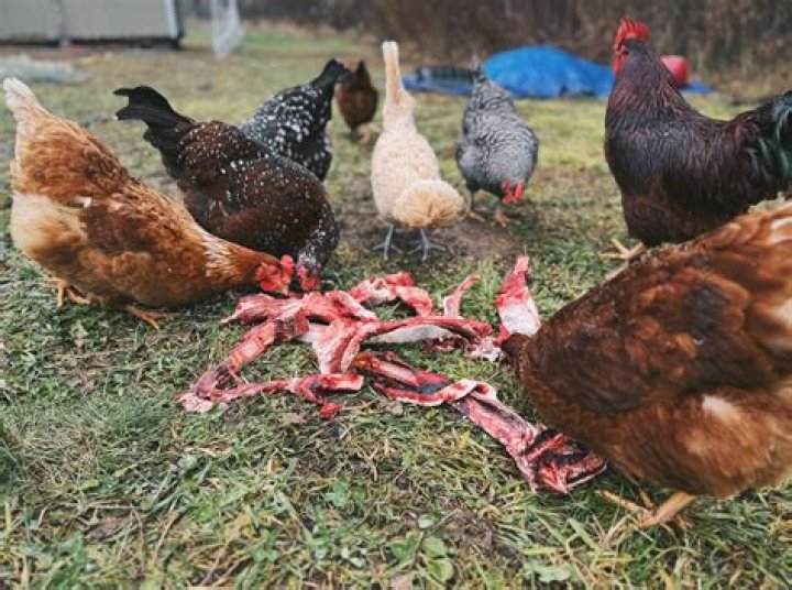 How much fodder should I feed my chickens
